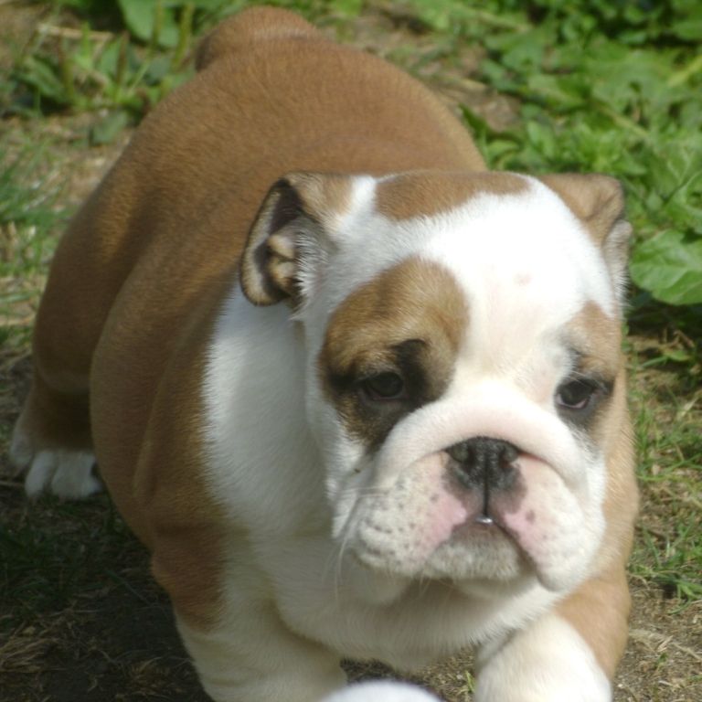 chiot bulldog anglais